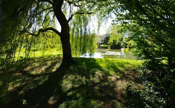 Mon environnement !    Un oasis de verdure et de fleurs