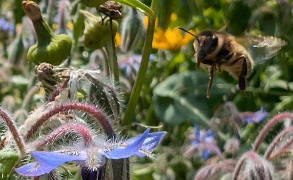Abeilles au travail !...