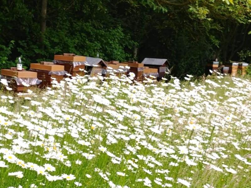 Rucher des butineuses des 1000 fleurs