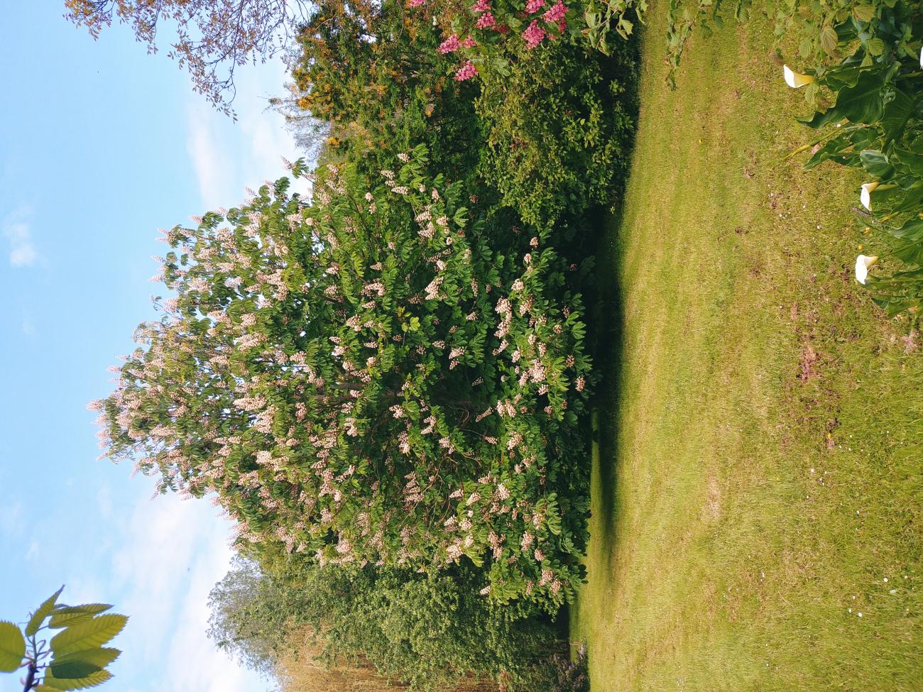 Marronnier en fleurs