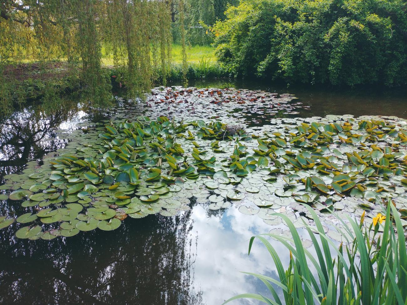 Le point d'eau pour les abeilles