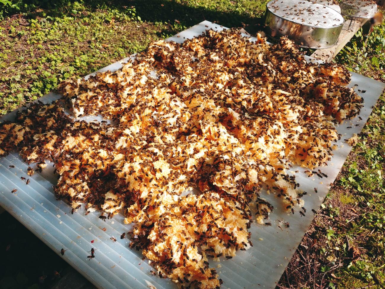 Léchage des cires d'opercules