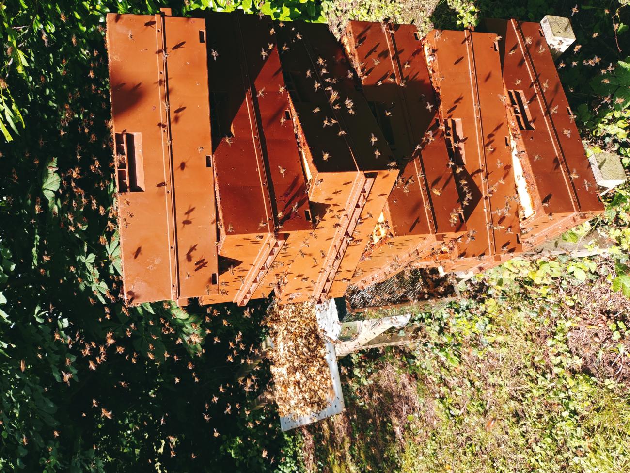 Léchage des hausses