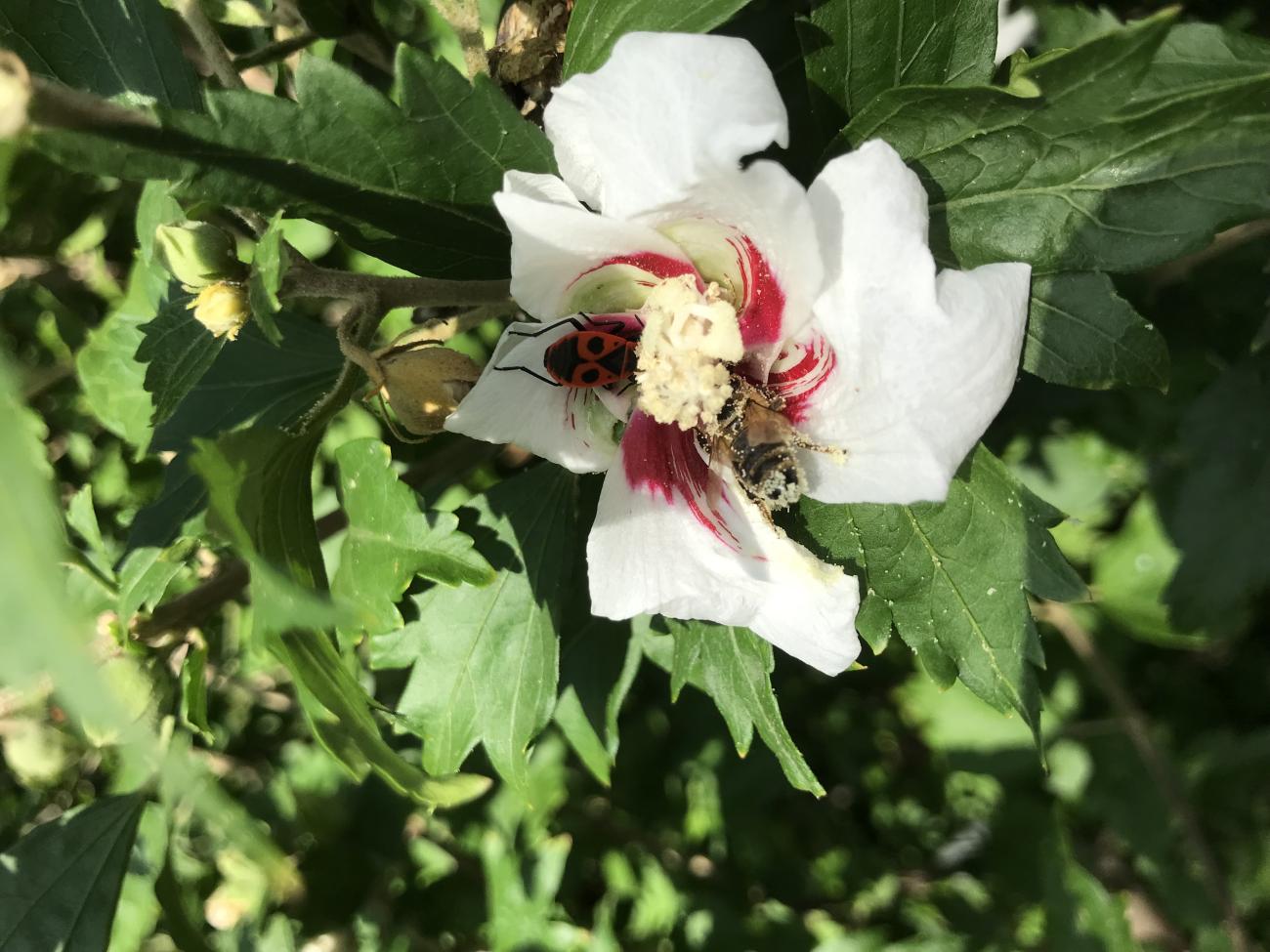 Abeille sur hibiscus