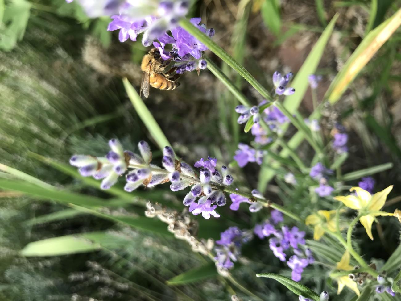 Abeille sur lavande