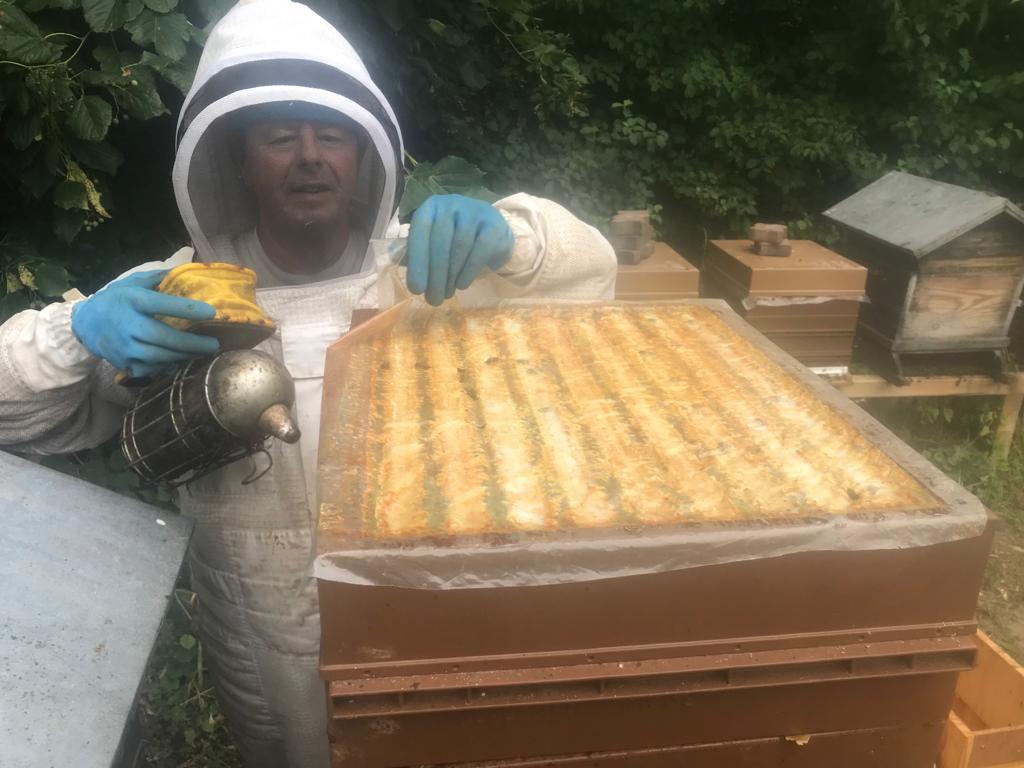 Récolte des hausses