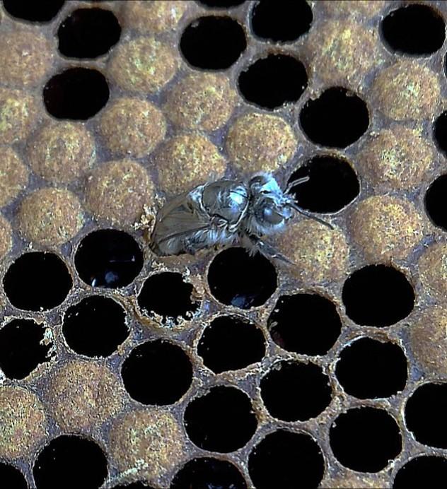 Couvain et naissance d'une abeille (certaines naissances ont déjà eu lieu)