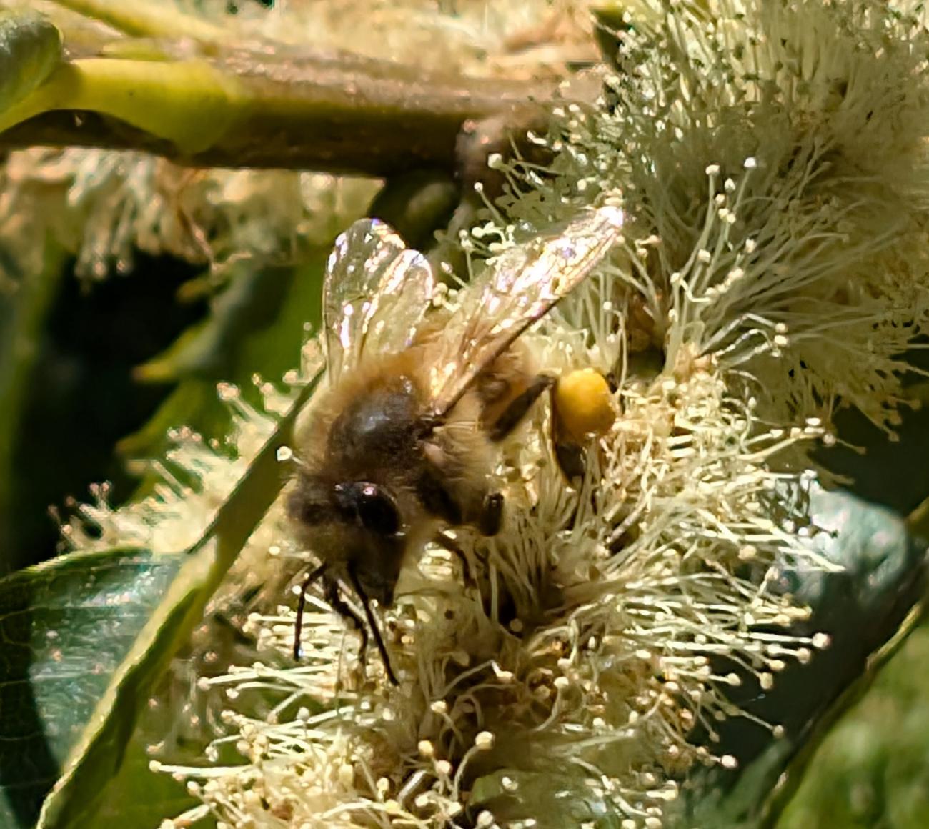 Abeille sur châtaignier