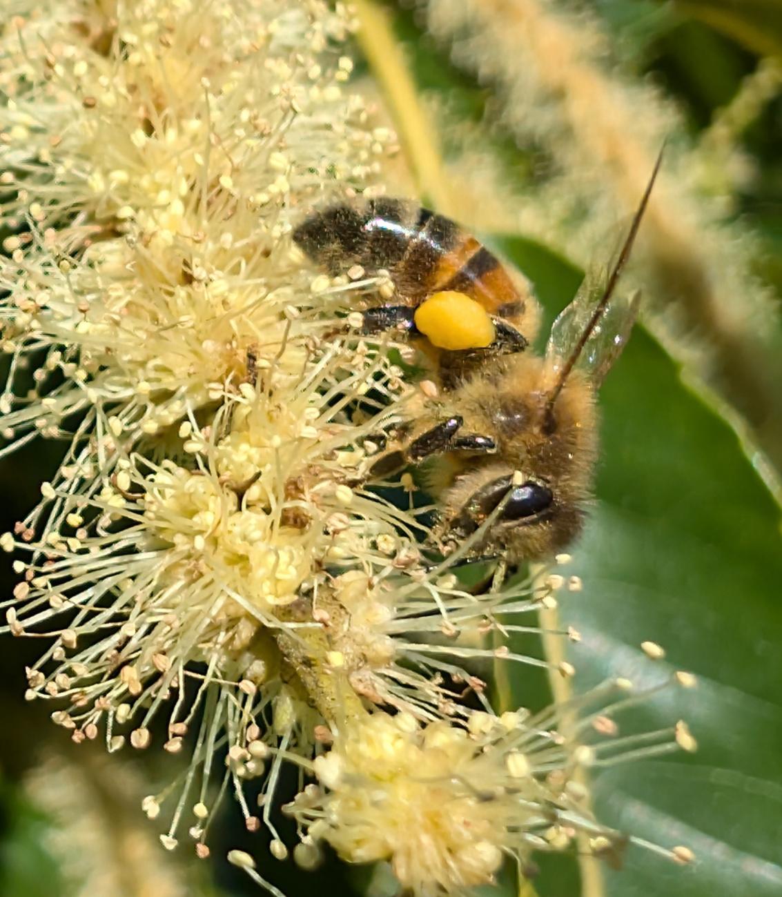 Abeille sur châtaignier