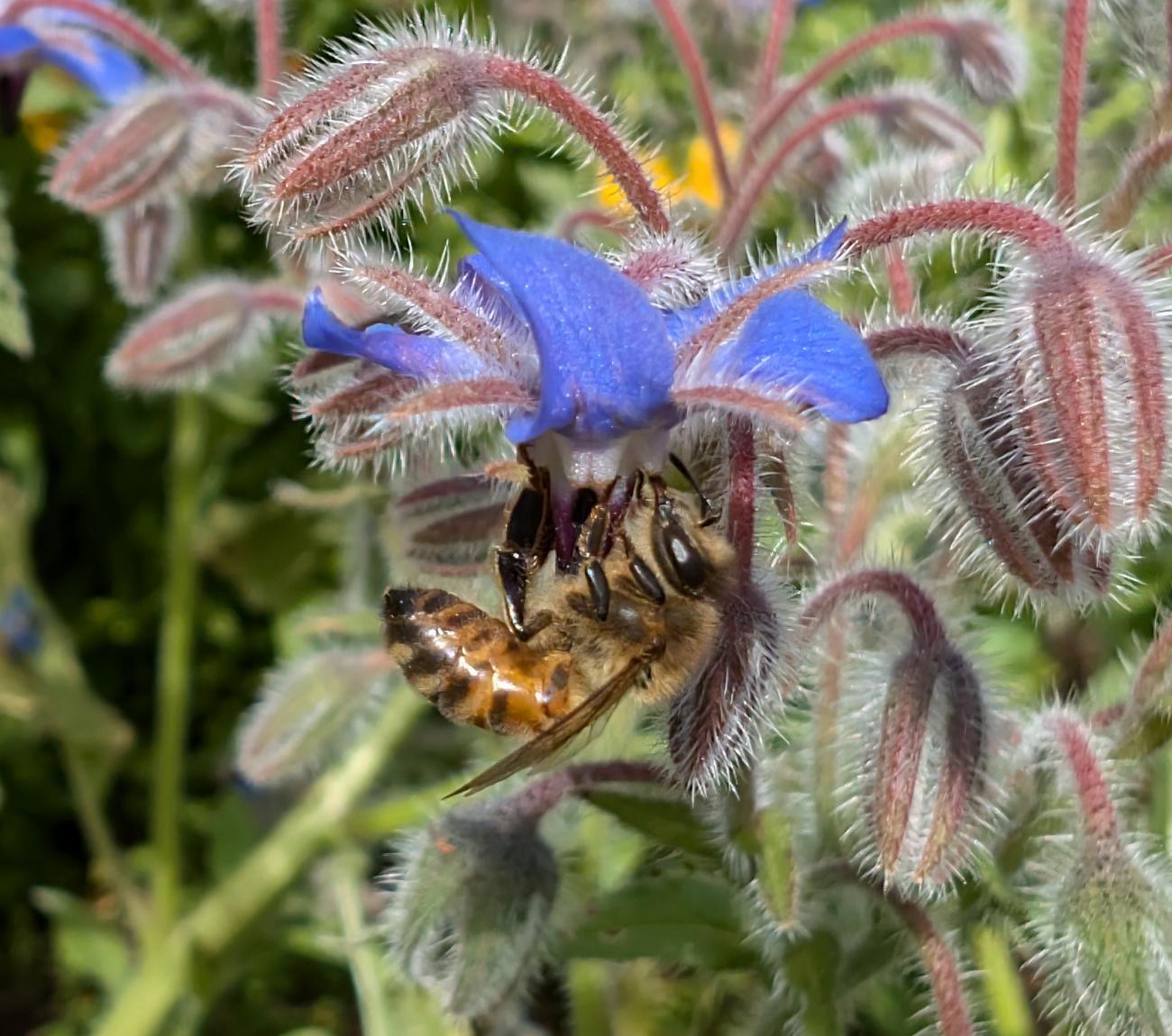 Abeille sur bourache
