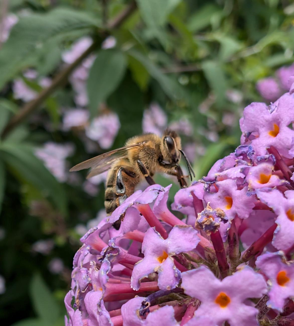 Abeille sur arbre à papillon