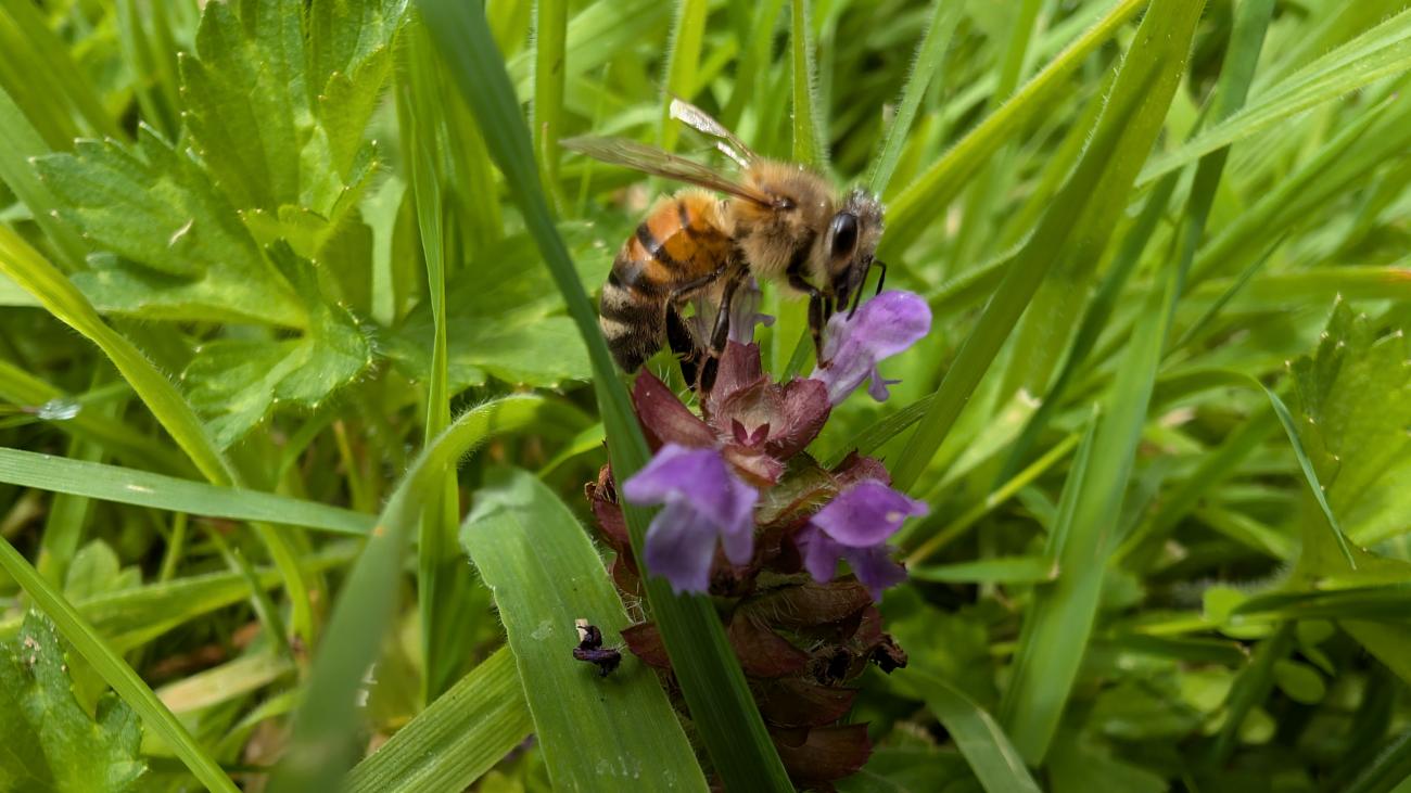 Abeille sur fleur sauvage