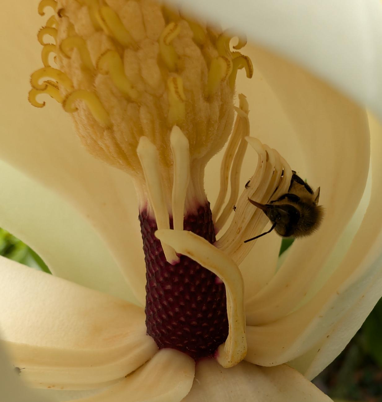 Abeille sur magnolia