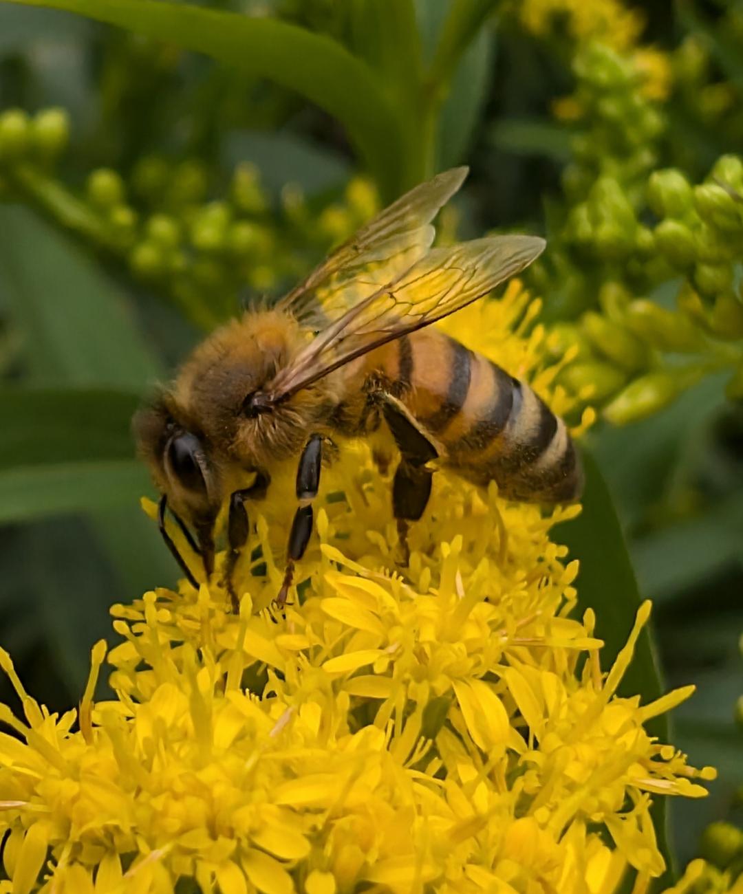 Abeille sur asters